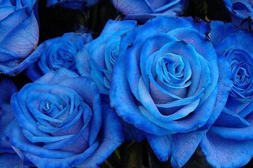 Blue Roses Symbolism In The Glass Menagerie 50